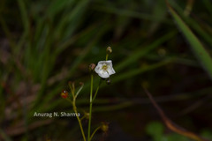 Drosera peltata